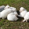 E-6Woche